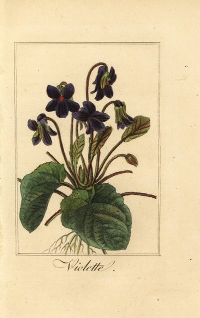 Sweet violet, Viola odorata by Pancrace (after) Bessa