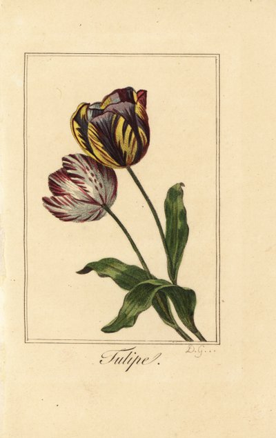 Varieties of tulip, Tulipa gesneriana by Pancrace (after) Bessa