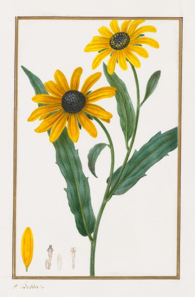 Black-eyed Susan, 1828-1835 by Pancrace Bessa