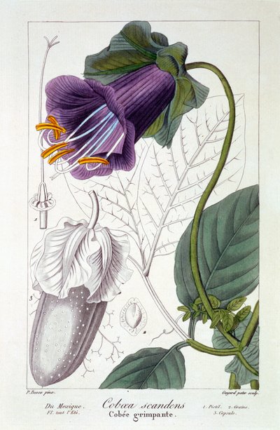 Cobaea Scandens, 1836 by Pancrace Bessa