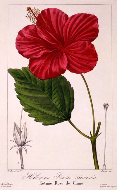 Hibiscus Rosa-Sinensis by Pancrace Bessa