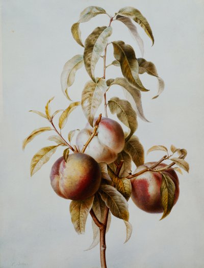 Three Peaches on a Branch by Pancrace Bessa