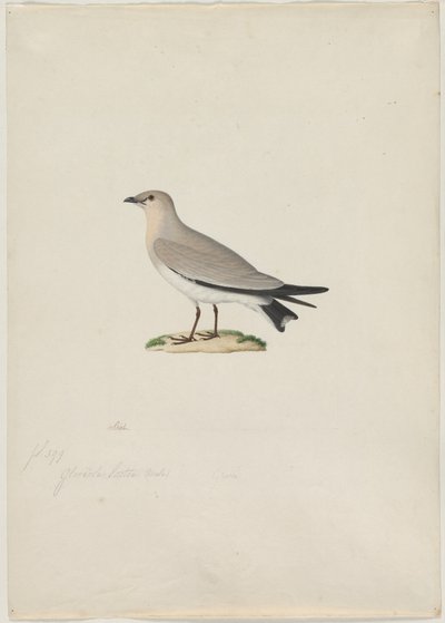 Small Pratincole Glareola lactea, 1800s by Paul Huet
