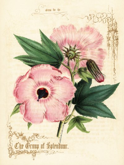 Pink Hibiscus Flowers and Foliage by Paul Jerrard