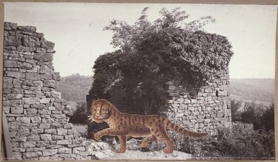 Tiger, Tiger by Paul Nash
