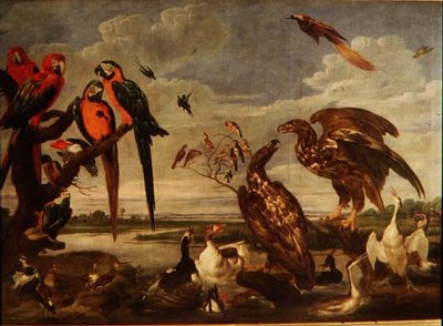 Variety of Birds by Paul De Vos