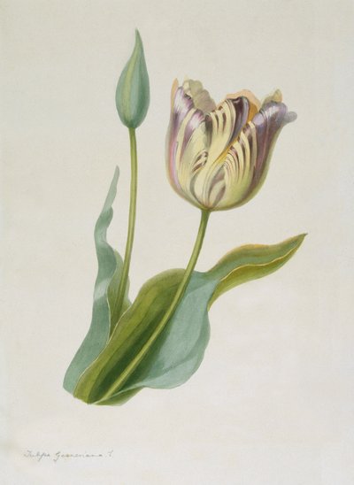 Tulipa, Tulip, c. 1840-1880 by Pauline Girardin