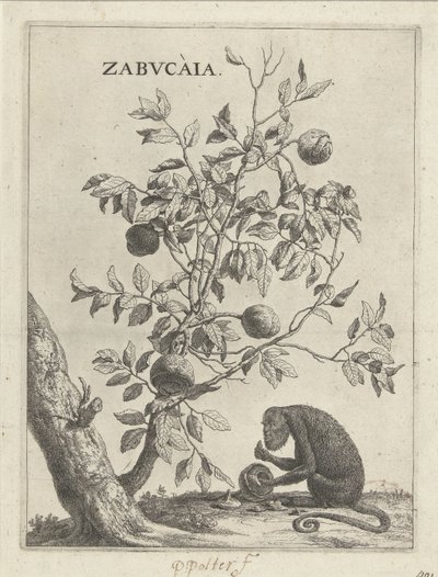 Zabucaiaboom and a Monkey by Paulus Potter