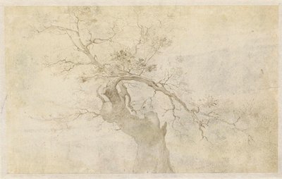 Study of a Gnarled Tree by Paulus Willemsz. van Vianen