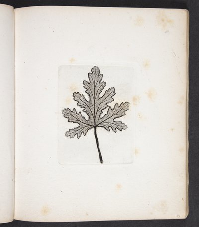 Print of a Leaf by Peter Larsen Kyhl