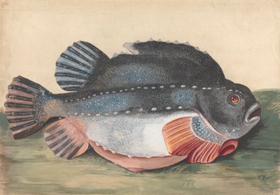Lumpsucker (Male) by Peter Paillou the younger