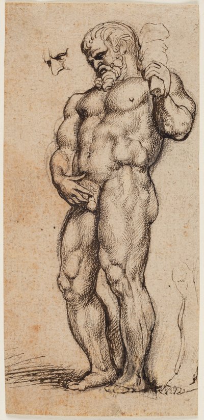 Hercules by Peter Paul Rubens