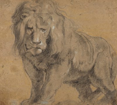 Lion, c.1612-13 by Peter Paul Rubens