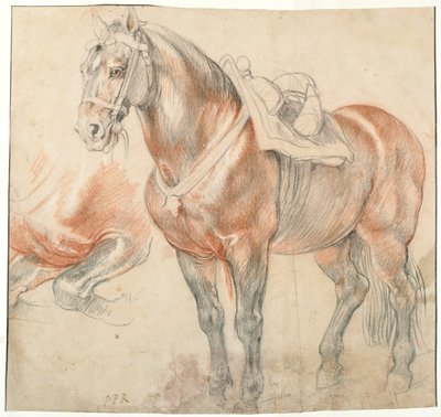 Saddled Horse, c. 1616-1618 by Peter Paul Rubens