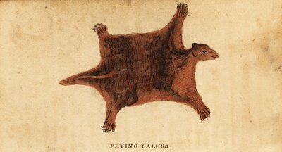 Philippine flying lemur, Cynocephalus volans, 1800 by Peter Simon Pallas