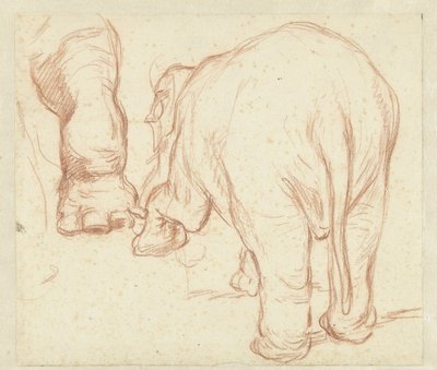 Standing Elephant from Behind and a Foot by Petrus Camper