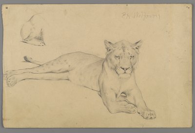 Seated Lioness by Philip H. Wolfrom