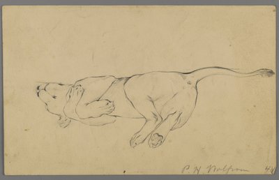 Sleeping Lioness by Philip H. Wolfrom