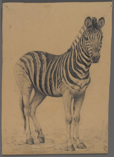 Zebra by Philip H. Wolfrom