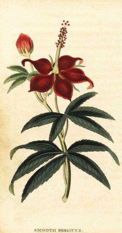 Turkcap, Malvaviscus Arboreus (engraving) by Philip Miller