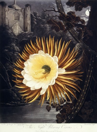 The Night Blowing Cereus by Philip Reinagle