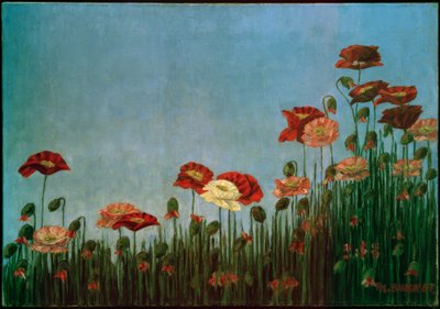 Poppies by Philipp Bauknecht