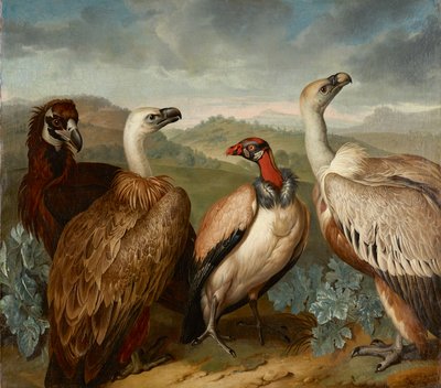 Four Vultures of Different Species by Philipp Ferdinand de Hamilton