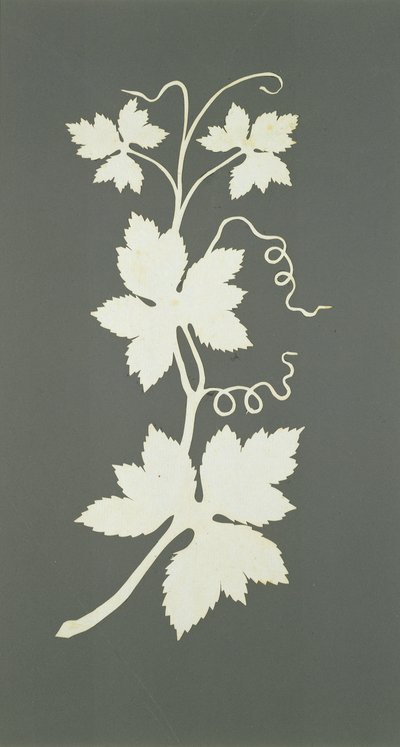 Hop plant by Philipp Otto Runge