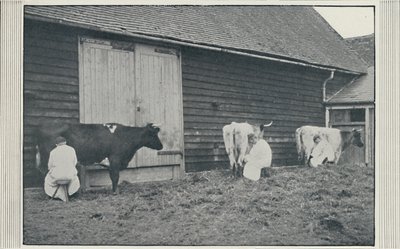 Milking Cows by Pictorial Agency