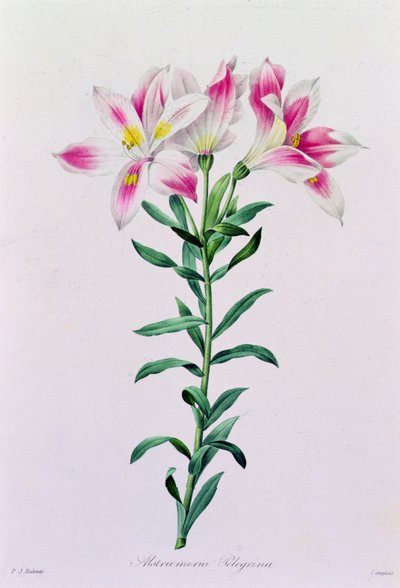Alstroemeria Peregrina by Pierre Joseph Redouté