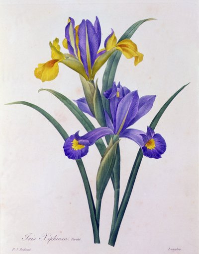 Iris Xiphium by Pierre Joseph Redouté