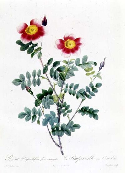 Rosa Rapa by Pierre Joseph Redouté
