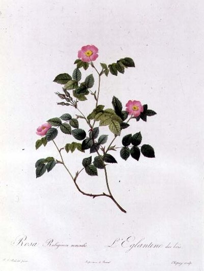 Rosa Rubiginosa Nemoralis by Pierre Joseph Redouté