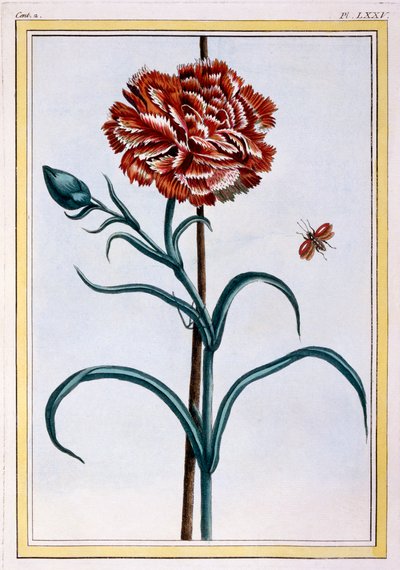 Carnation by Pierre Joseph Buchoz
