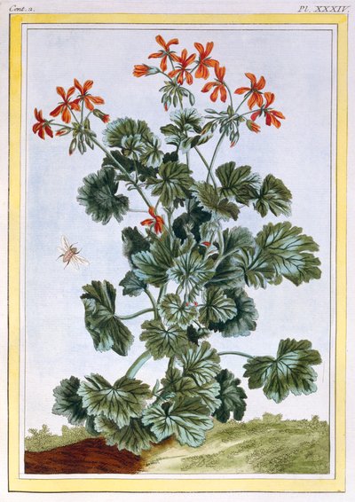 Cranesbill by Pierre Joseph Buchoz