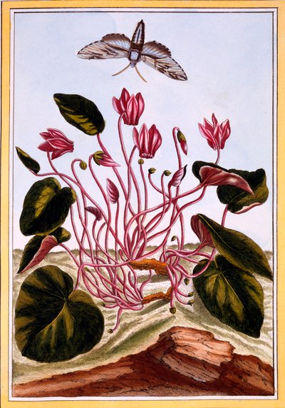 Cyclamen, pub. 1776 by Pierre Joseph Buchoz