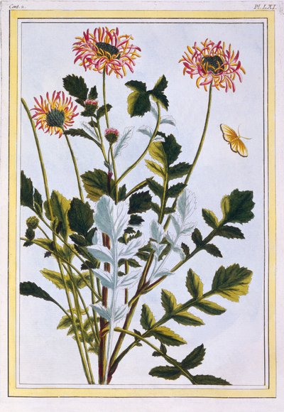 Ethiopian Arctotis African Daisy, pub. 1776 by Pierre Joseph Buchoz