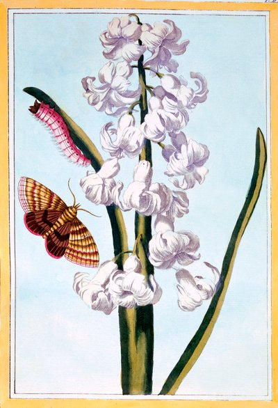 Hyacinth, pub. 1776 by Pierre Joseph Buchoz