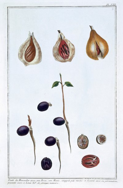 Nutmeg by Pierre Joseph Buchoz