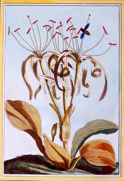 Sea Daffodil by Pierre Joseph Buchoz