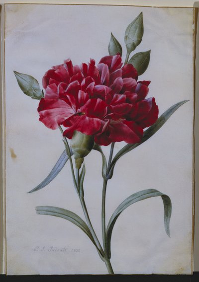 A Dark Red Carnation, 1822 by Pierre Joseph Redouté