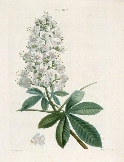 Aesculus Hippocastorum, Horse-chestnut, c1800-1830 by Pierre Joseph Redouté