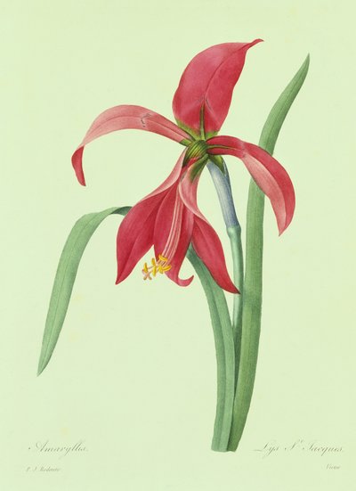 Amaryllis by Pierre Joseph Redouté