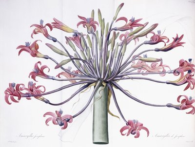 Amaryllis Josephina by Pierre Joseph Redouté