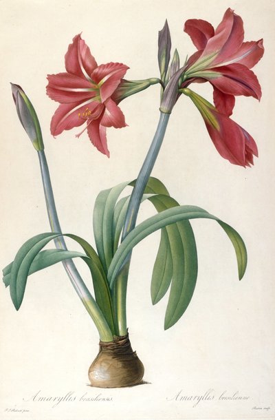 Brazilian Amaryllis by Pierre Joseph Redouté