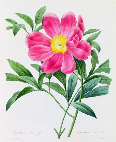 Gentiane Sans Tige by Pierre Joseph Redouté