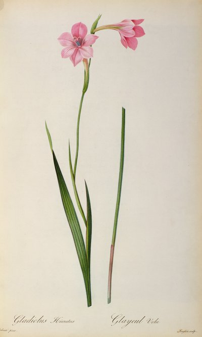 Gladiolus Hirsulus, from 