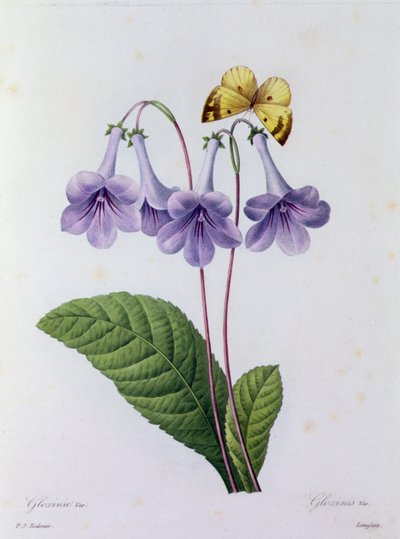 Gloxinia by Pierre Joseph Redouté