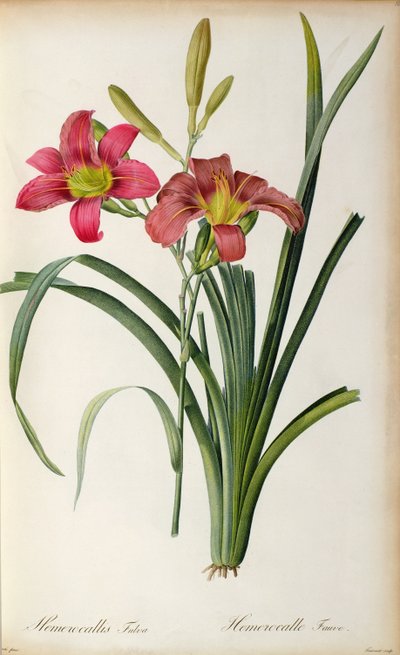 Hemerocallis fulva, from 