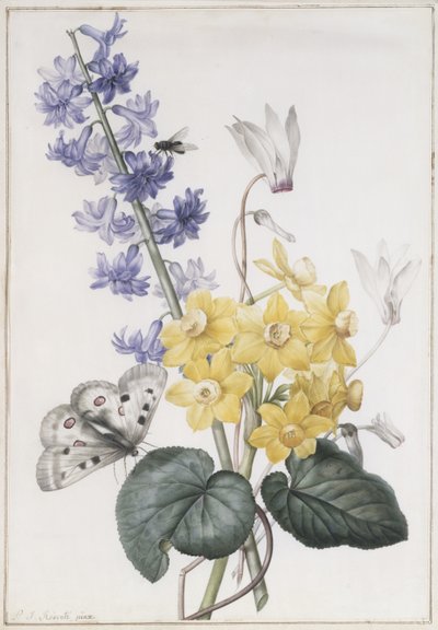 Hyacinth, Cyclamen and Narcissi by Pierre Joseph Redouté